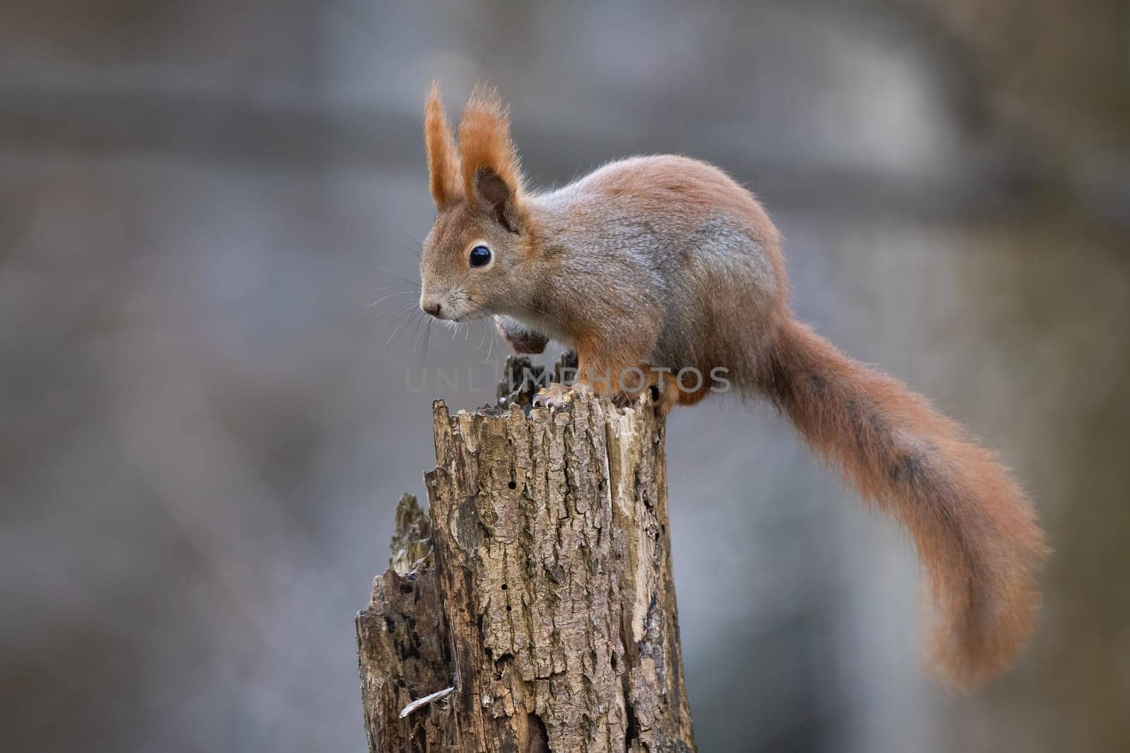 Red squirrel, sciurus vulgaris, climbing on tree in autumn environment. Furry rodent sitting on stump in forest in fall. Orange little mammal looking from wood.