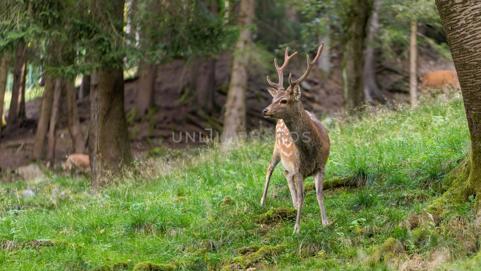 Male sika deer looking aside in a forest in summer with copy space. Antlered mammal with origins in Japan watching around on green grass.