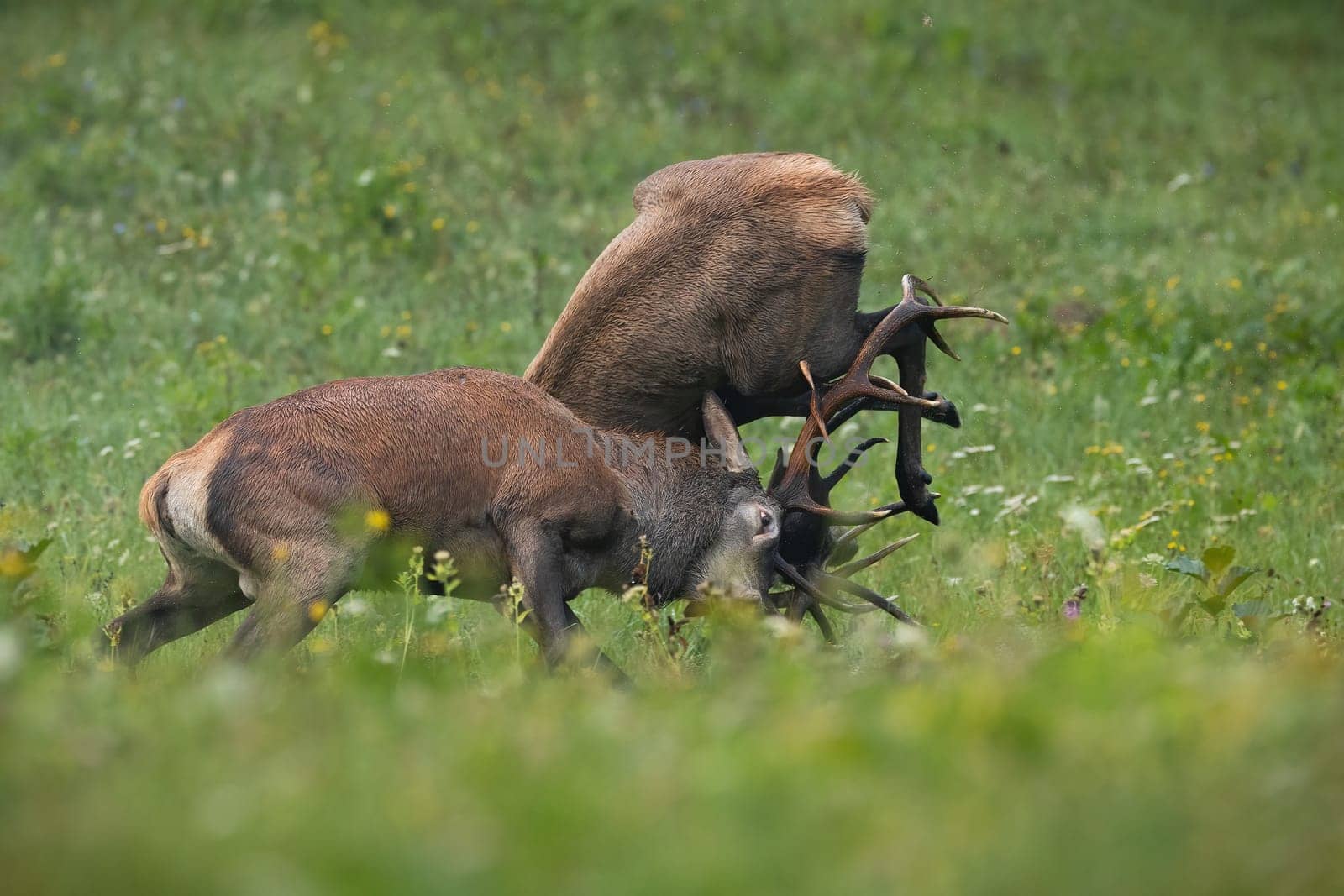 Red deer, cervus elaphus, stag picking op opponent on antlers during duel in rutting season. Collision of two strong wild animals in green nature. Animal wildlife fighting over territory.