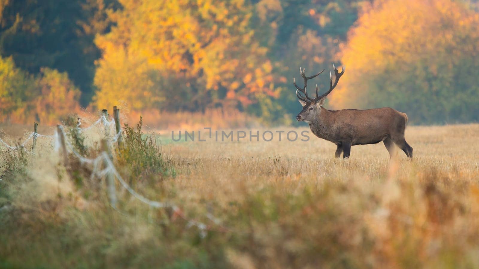 red deer, cervus elaphus, standing behind the fence on dry field in autumn. Wild stag looking on pasture in colorful environment. Brown mammal observing on yellow meadow.