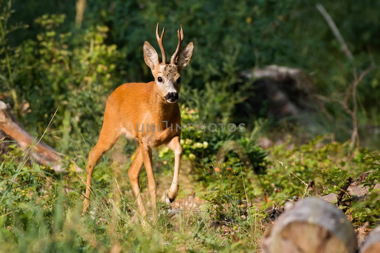 Roe deer, capreolus capreolus, approaching in dense forest in summer sunlight. Brown buck walking in woodland in summertime. Antlered mammal moving in bushes.