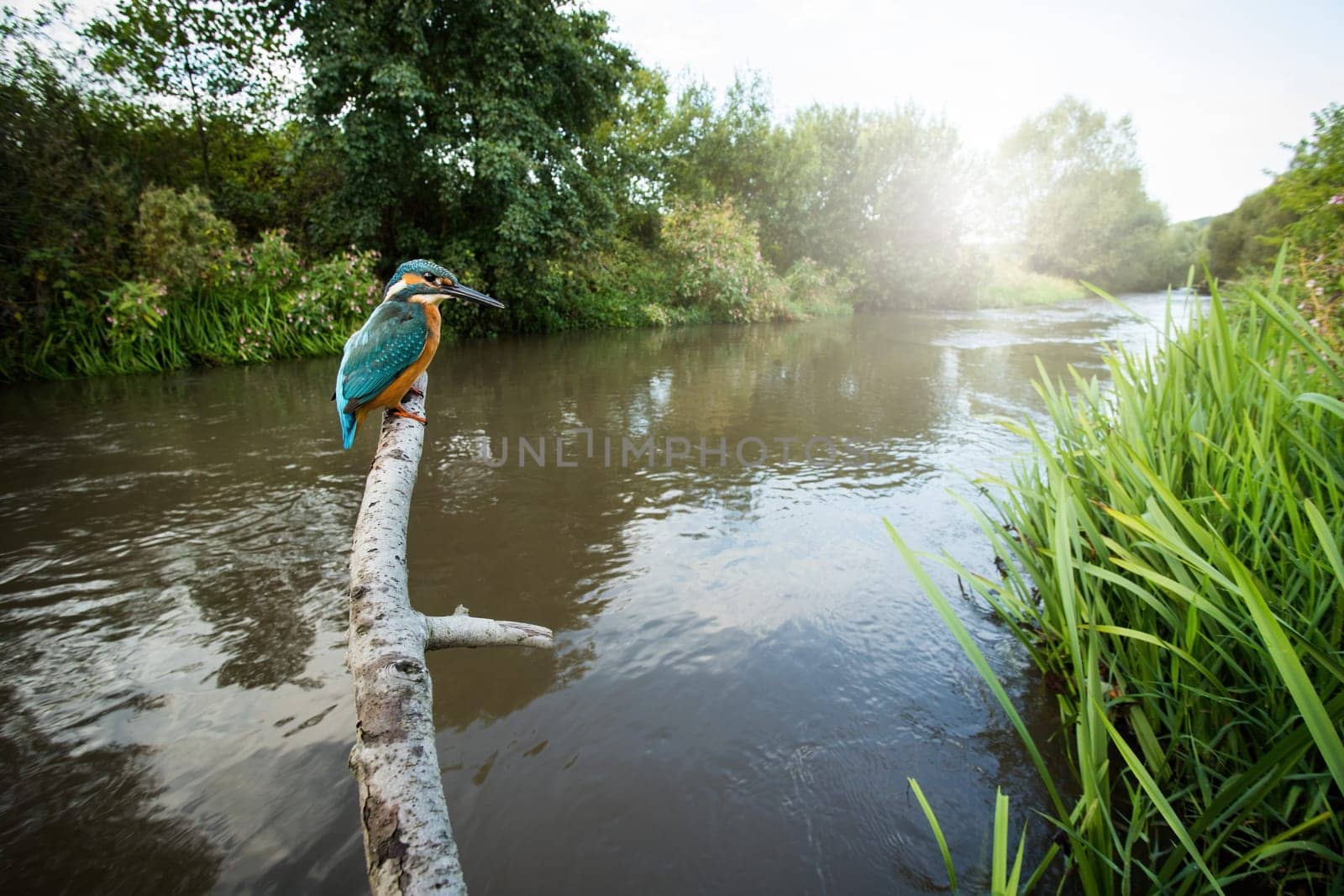Common kingfisher, alcedo atthis, sitting on branch in summer in wide angel. Colorful bird resting in wood with river in background. Exotic animal looking on tree in swamp landscape.