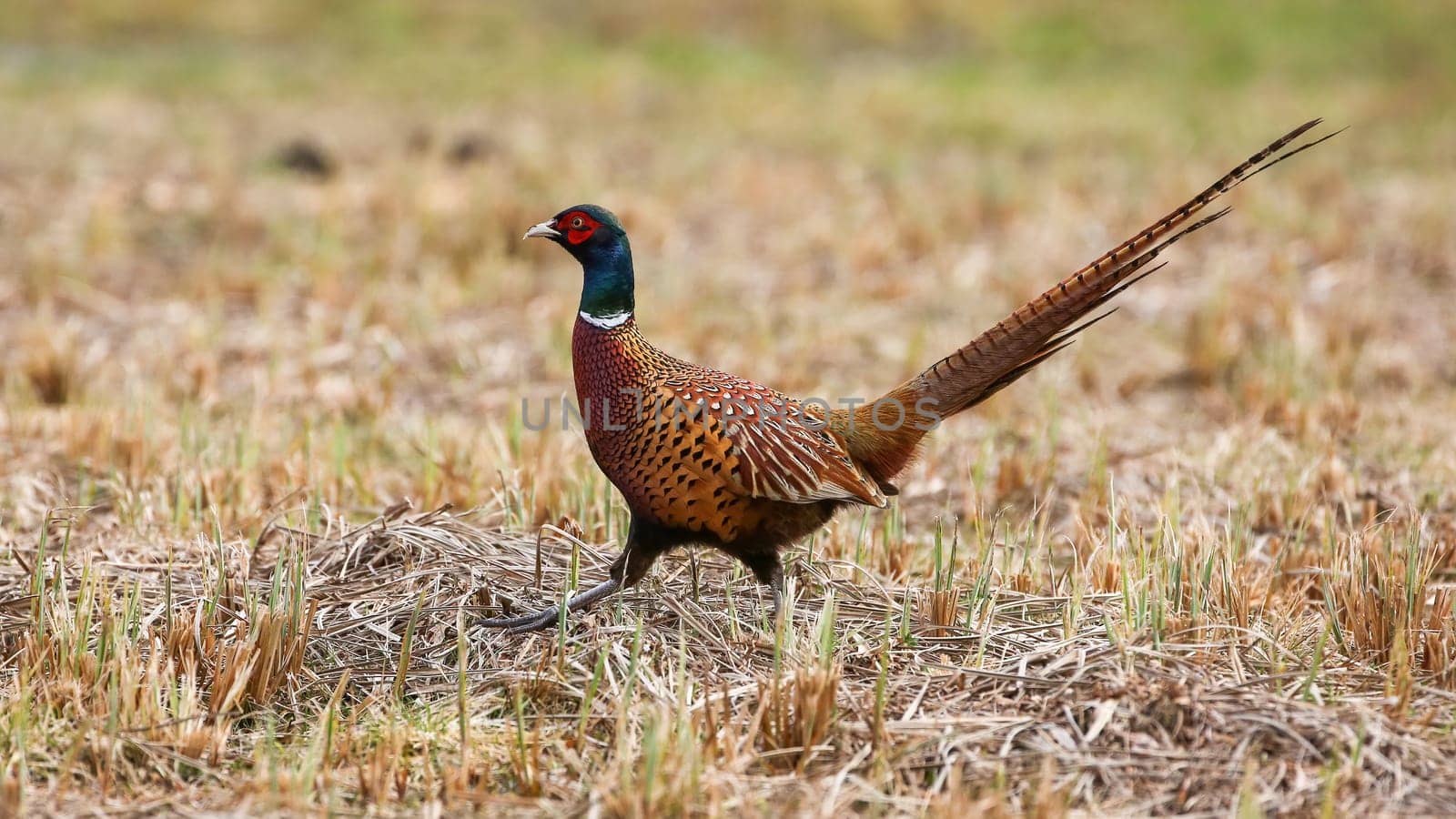 Common pheasant, phasianus colchicus, walking on field in agriculture land. Ring-necked bird moving on dry grass in autumn. Brown animal marching on yellow meadow.