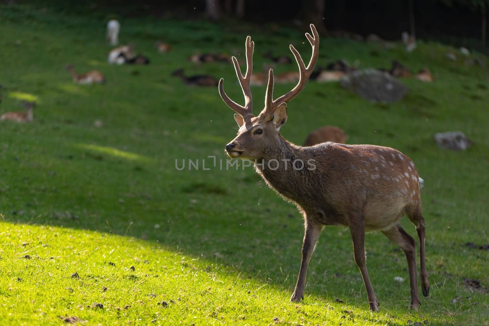 Male sika deer, cervus nippon, stag walking on meadow backlit in summer evening. Japanese fauna on green grass from side view. Herbivore with antlers in summer.