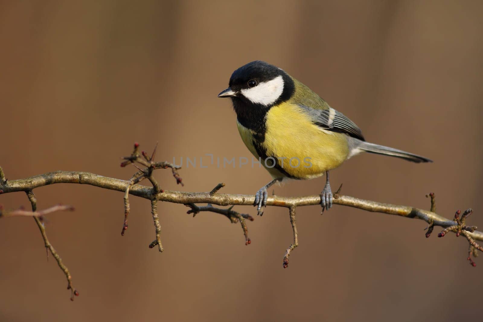 Great tit, parus major, sitting on a twig in forest in wintertime. Little bird with yellow feathers on a sunny day from side view with copy space. Animal wildlife in nature.