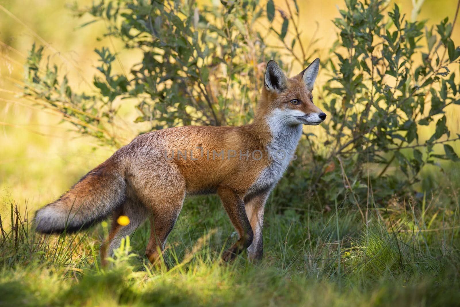 Red fox, vulpes vulpes, looking with interest next to a willow tree on a meadow in autumn. Furry wild mamma walking among a bush with green leaves. Animal wildlife in nature.