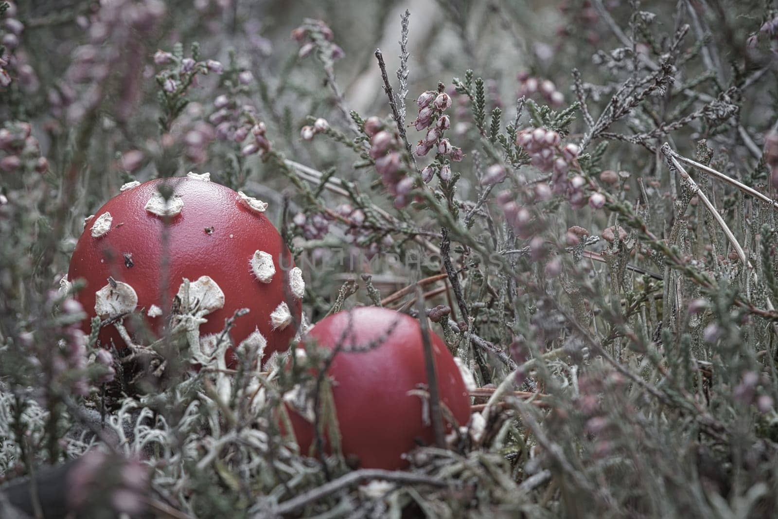 Toadstool in a heather field in the forest. Poisonous mushroom. Red cap with white spots. Close up from nature in forest