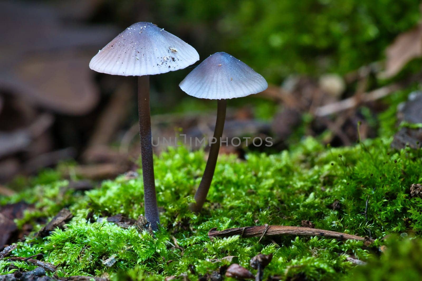 two filigree small mushrooms on moss with light spot in forest. Forest floor. Macro shot from nature