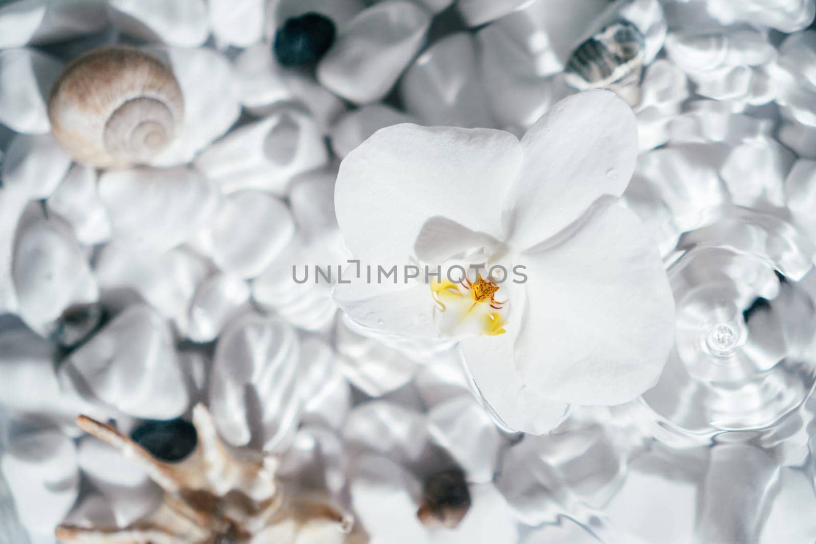 White orchid with yellow core lie on surface of water above bottom with white stones and shell. Rare drops drip onto water and circles disperse. Transparent fresh water with flecks and waves. Top view