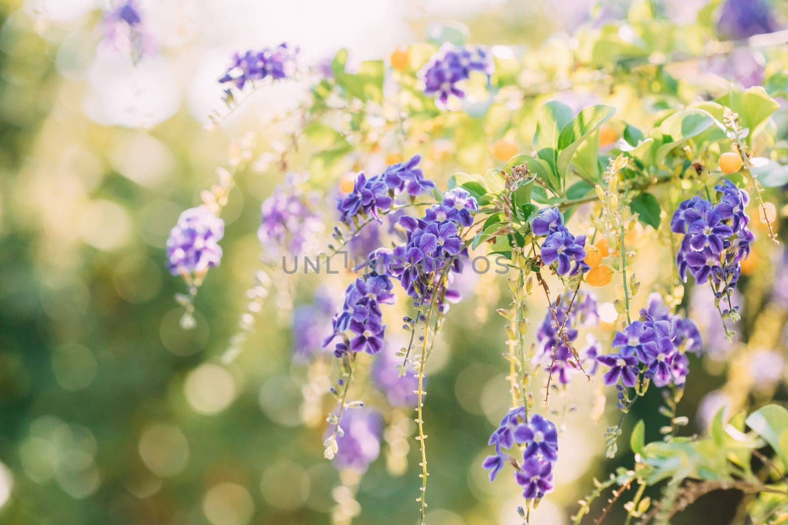 Purple Flowers Of Duranta Erect. Branches Of Bush On Green Blurred Background.