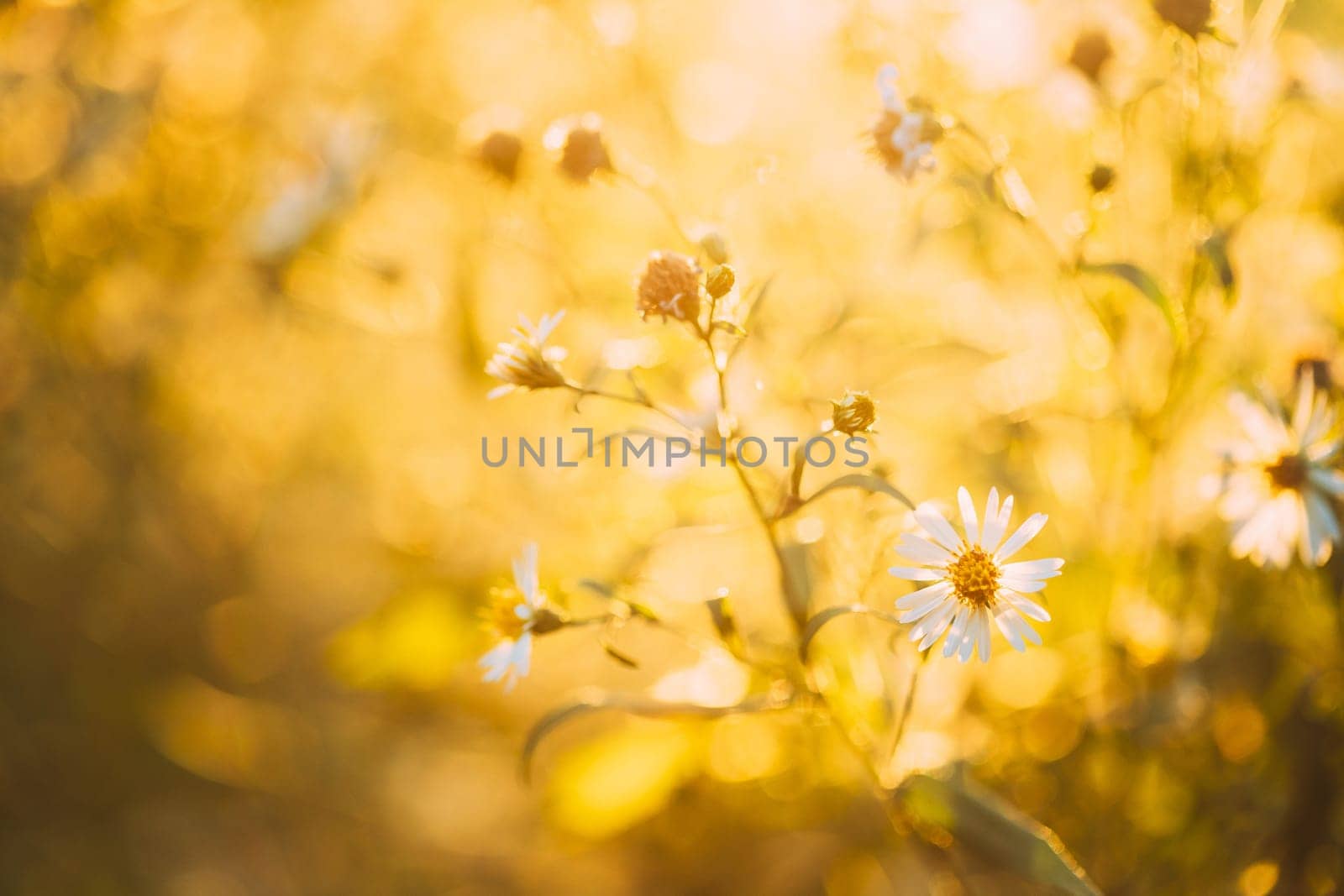 Close Up Grass And White Flowers At Late Summer.