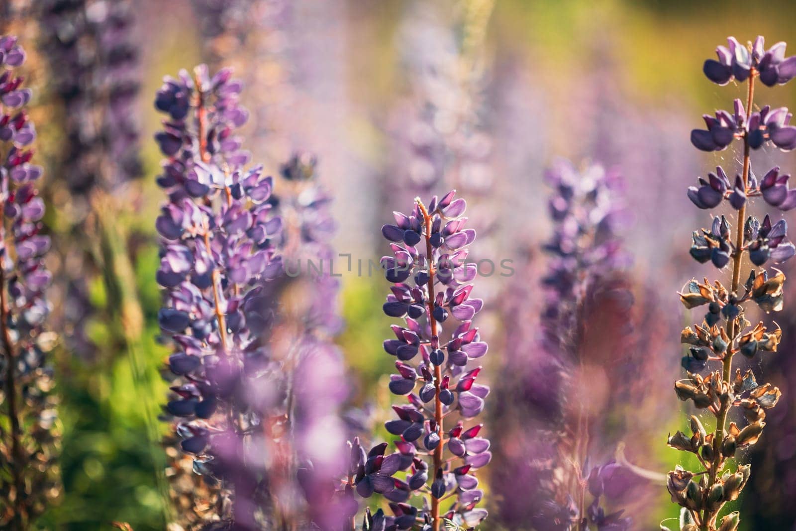 Bush Of Wild Flowers Lupine In Summer Field Meadow At Sunset Sunrise. Lupinus, Commonly Known As Lupin Or Lupine, Is A Genus Of Flowering Plants In The Legume Family, Fabaceae.