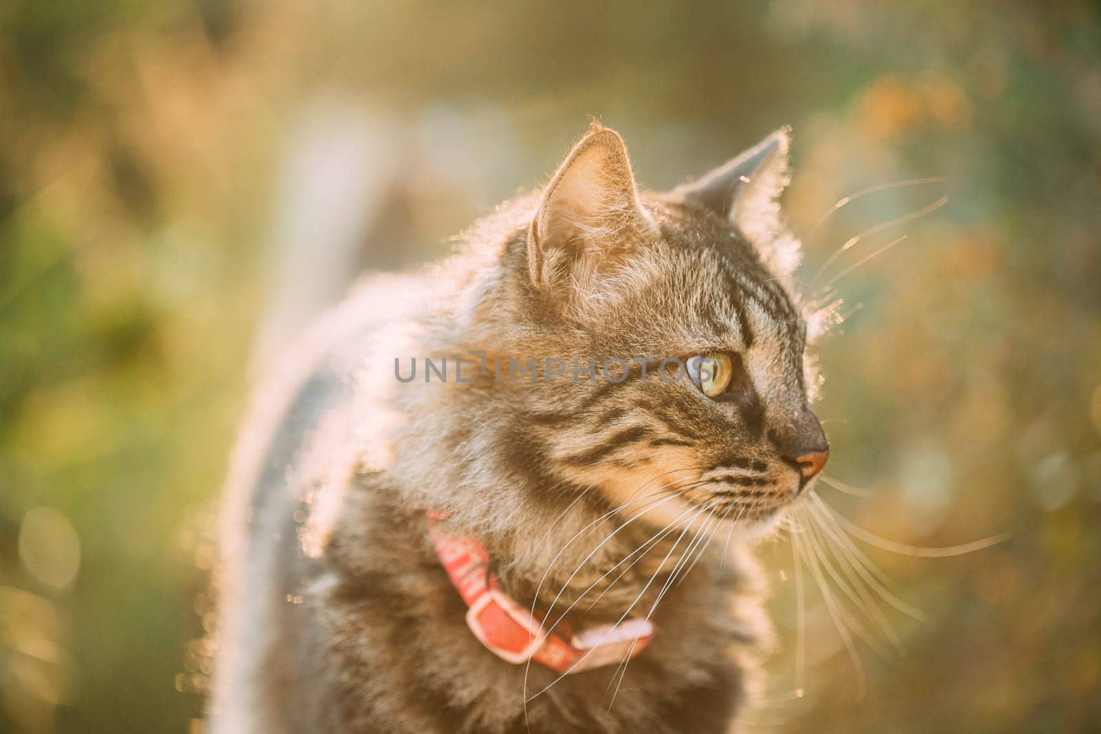 Gorgeous Gray Cat Outdoor Portrait In Sunny Day. Close Up.