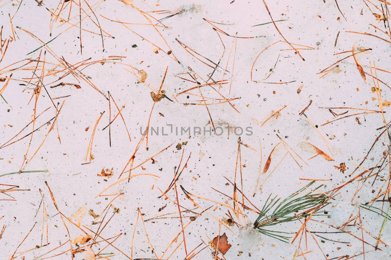 Dry Fir-tree And Pine Needles Lie On Melting Spring March Snow. Top Flat View. Abstract Natural Details Composition. Natural Background.