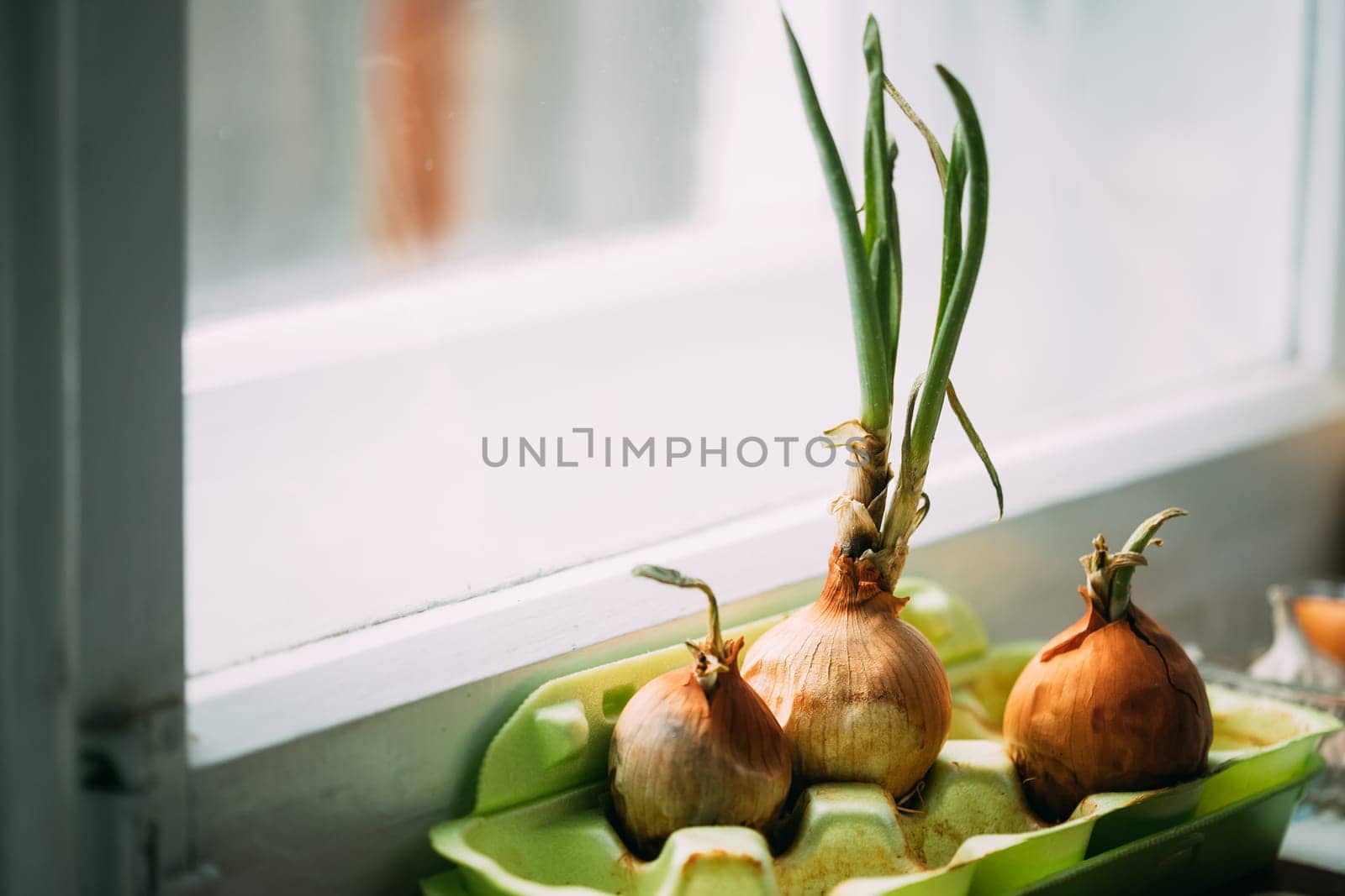 Growing Onions In A Container At Home. Fresh Spring Vegetables.