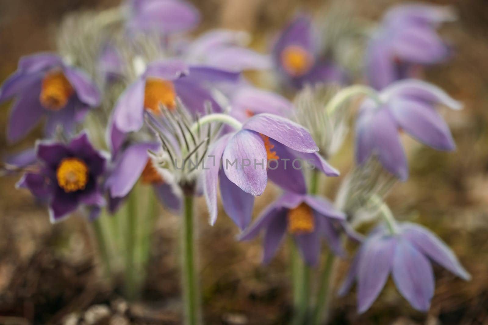 Belarus. Beautiful Wild Spring Flowers Pulsatilla Patens. Flowering Blooming Plant In Family Ranunculaceae, Native To Europe, Russia, Mongolia, China, Canada And United States.