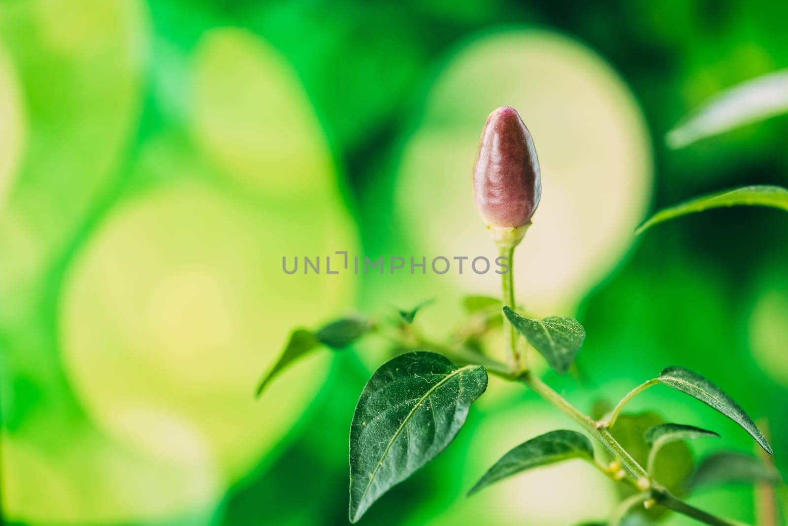 Small Organic Pepper Plant Growing On Garden Bed Plantation In Spring Season. Green Sprout With Leaves Growing From Soil In Pot. Spring, Concept Of New Life. Agricultural Season