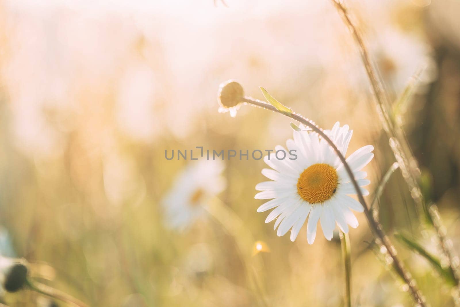 Blooming Wild Flower Matricaria Chamomilla Or Matricaria Recutita Or Chamomile. Commonly Known As Italian Camomilla, German Chamomile, Hungarian Chamomile, Wild Chamomile In Summer Meadow.