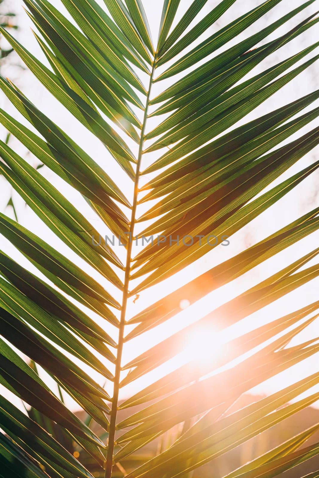 Close Up Of Palm Tree Branch. Sunlight Sun Rays Shine Through Green Leaf Leaves Growing In Palm Branch During Sunrise Or Sunset.