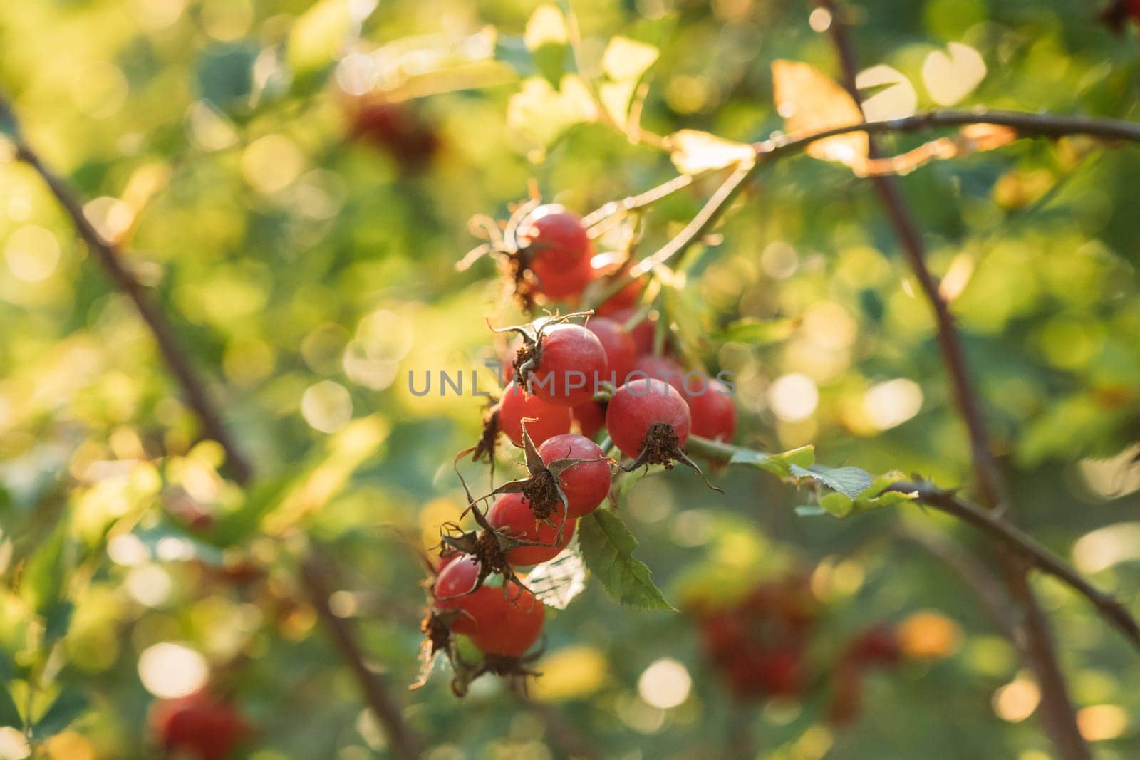 Red Ripe Berries Of Rosa Canina. Rose Hips Of Dog Rose, Is A Variable Climbing, Wild Rose Species Native To Europe, Northwest Africa, And Western Asia. The fruit is noted for its high level of vitamin C, and is used to make syrup, tea, and marmalade.