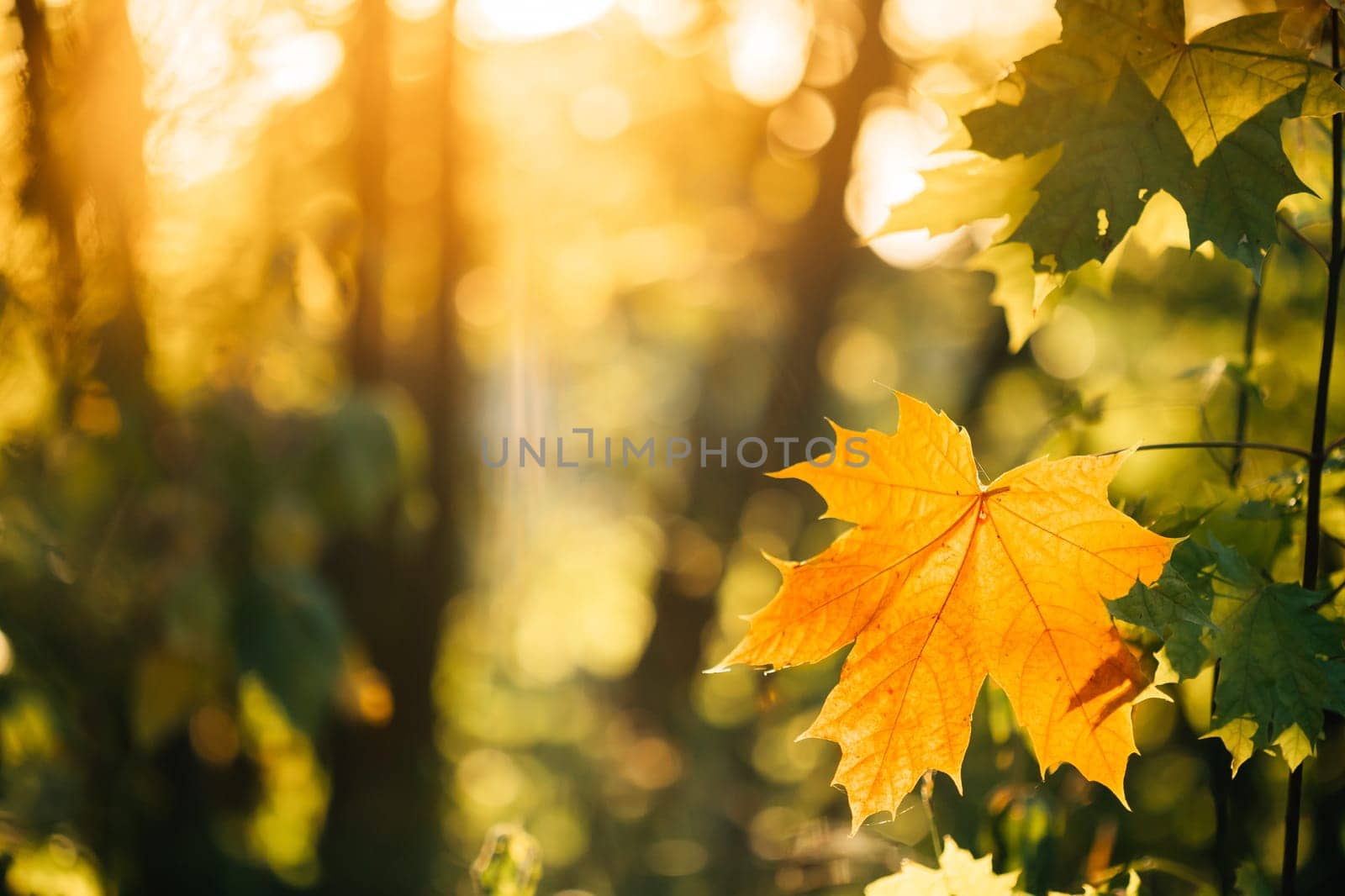 Autumn yellow maple leaf among green foliage. Early Autumn.