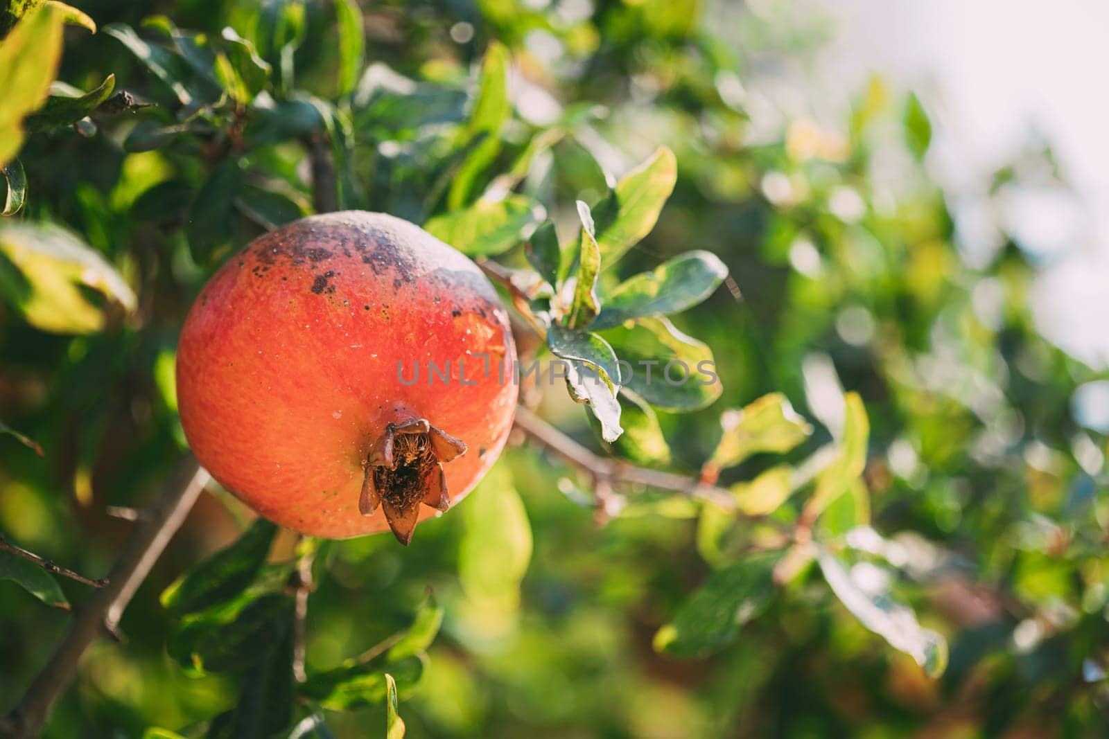 Ripe Pomegranate Hanging On Branch In Autumn Season.
