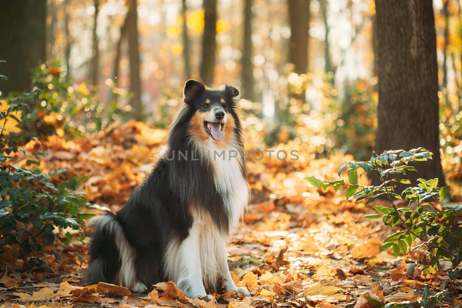 Tricolor Rough Collie, Funny Scottish Collie, Long-haired Collie, English Collie, Lassie Dog Sitting Outdoors In Autumn Day. Portrait.