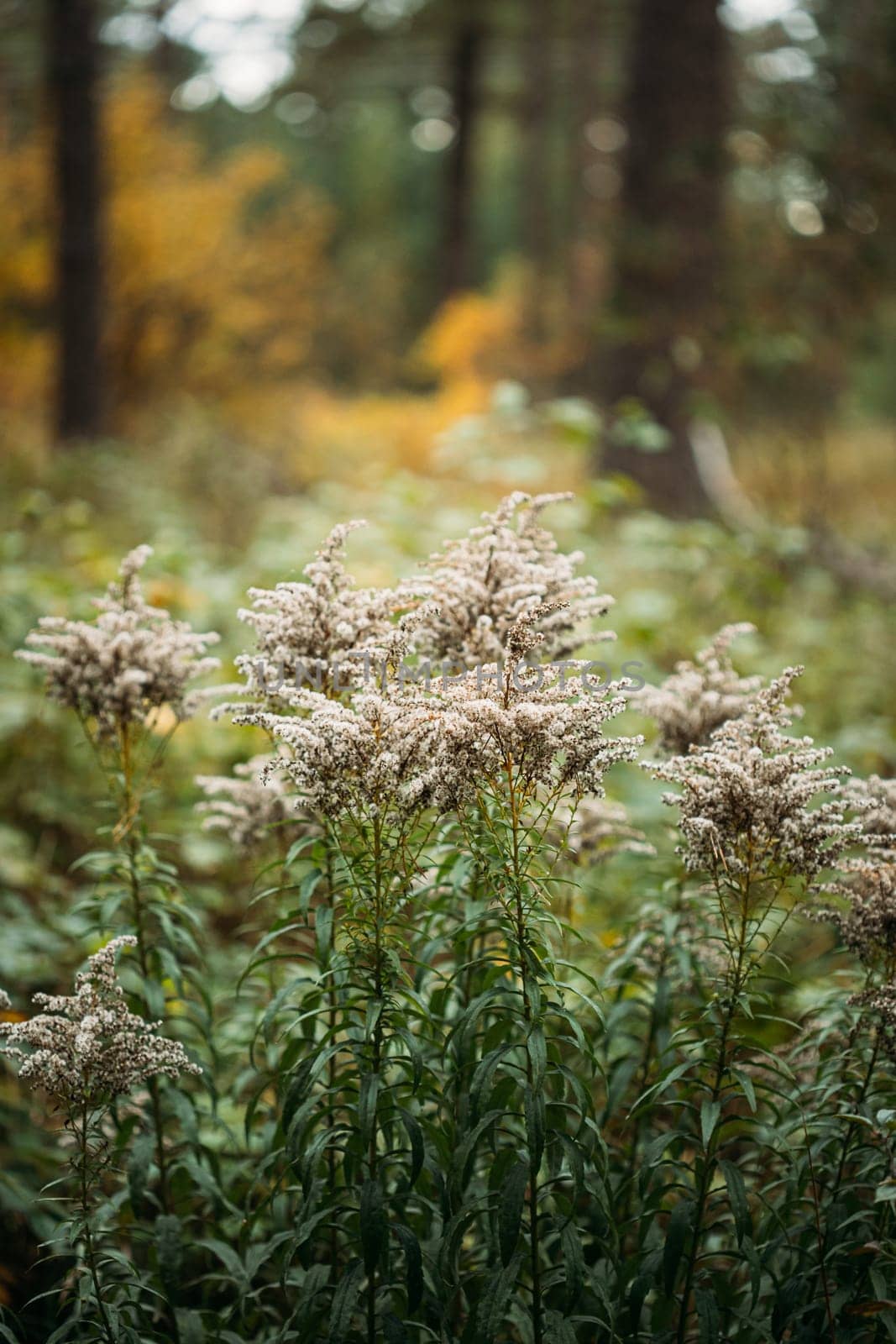 Ripe Canadian goldenrod - Solidago canadensis - with mature achenes. Invasive species in wild in Europe. Belarus.