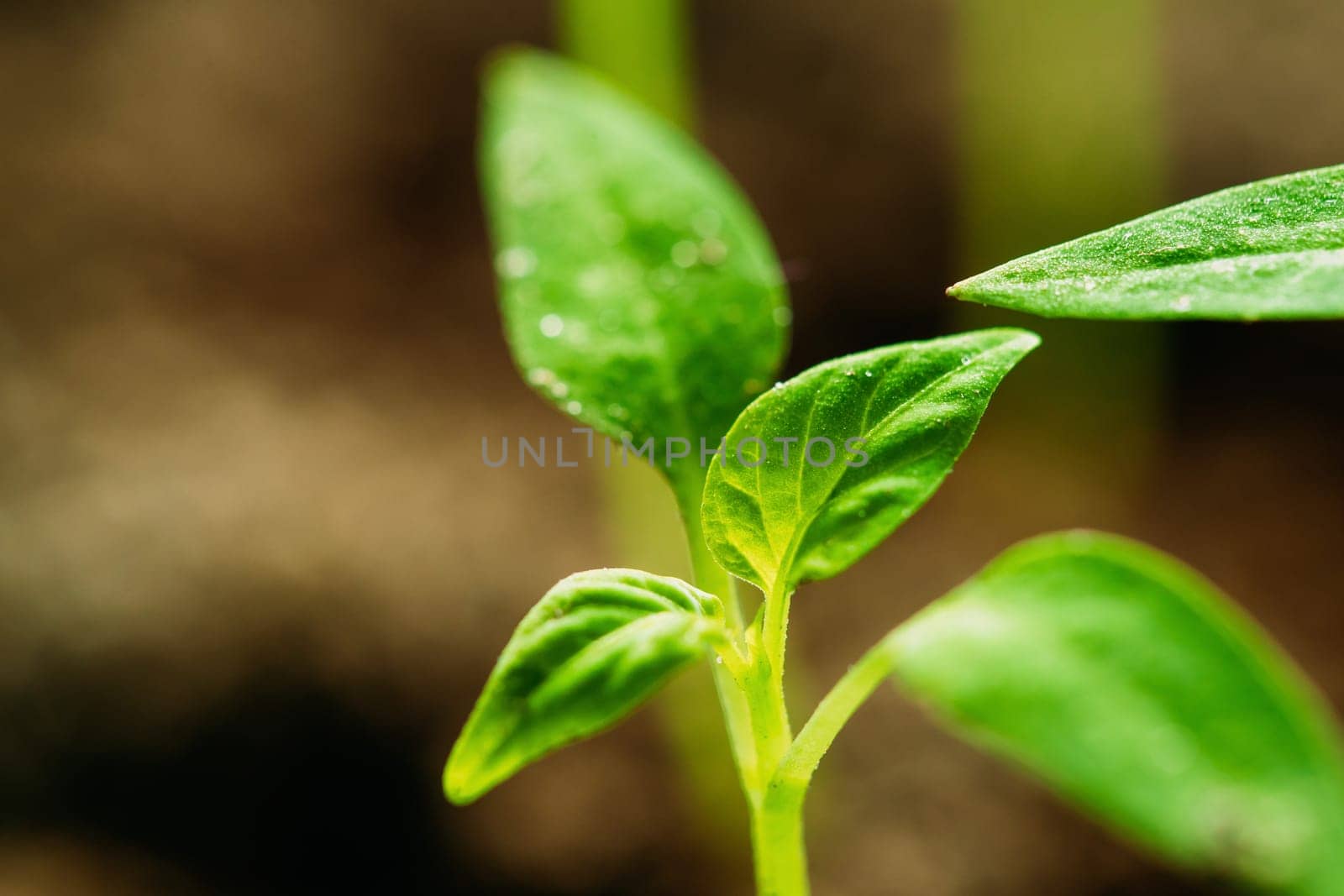 Many Small Organic Pepper Plants Growing On Garden Bed Plantation In Spring Season. Green Sprouts With Leaves Growing From Soil. Spring, Concept Of New Life. Agricultural Season