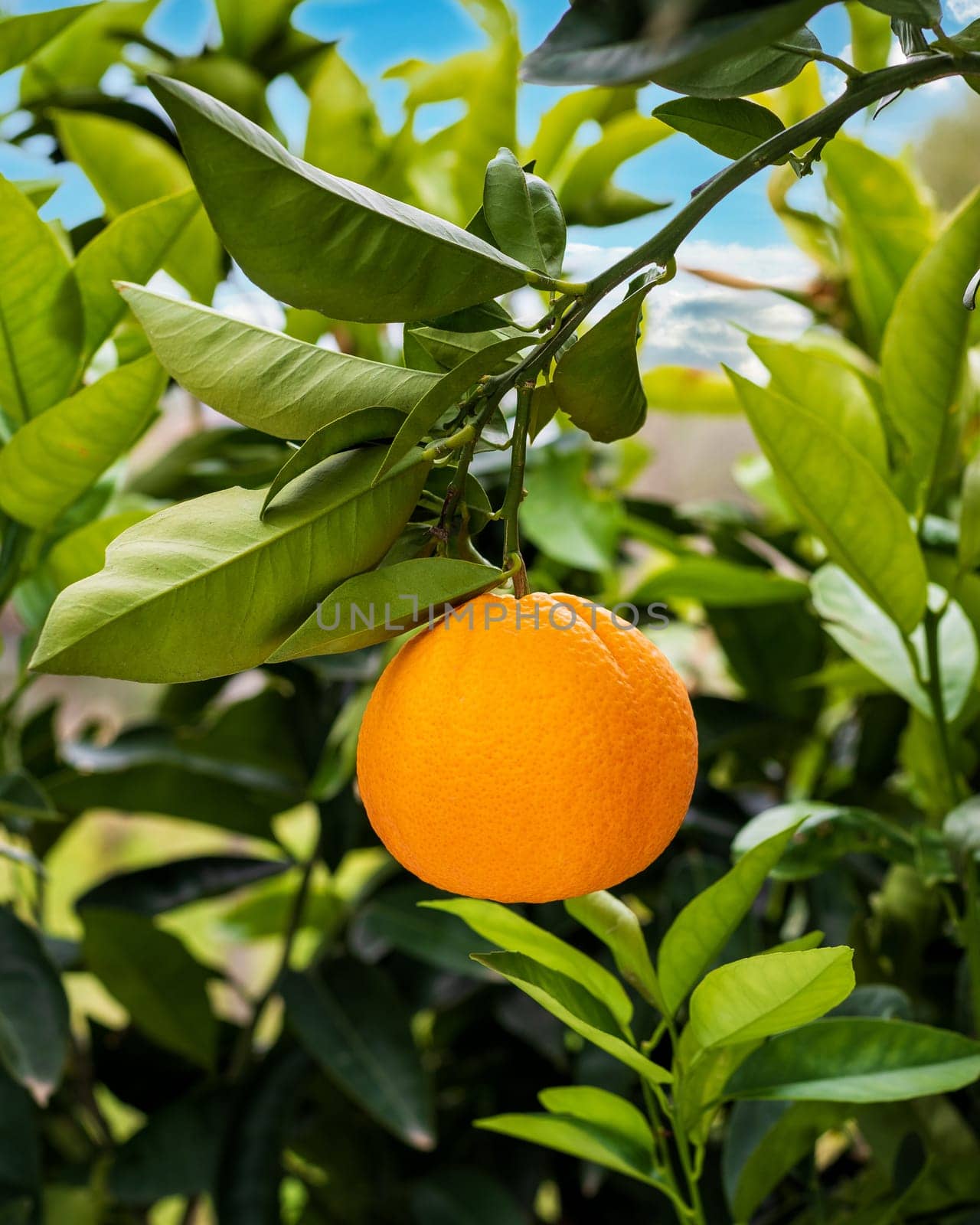 Ripe orange hanging between the leaves on the tree branch, in an organic cultivation field. Traditional agriculture.