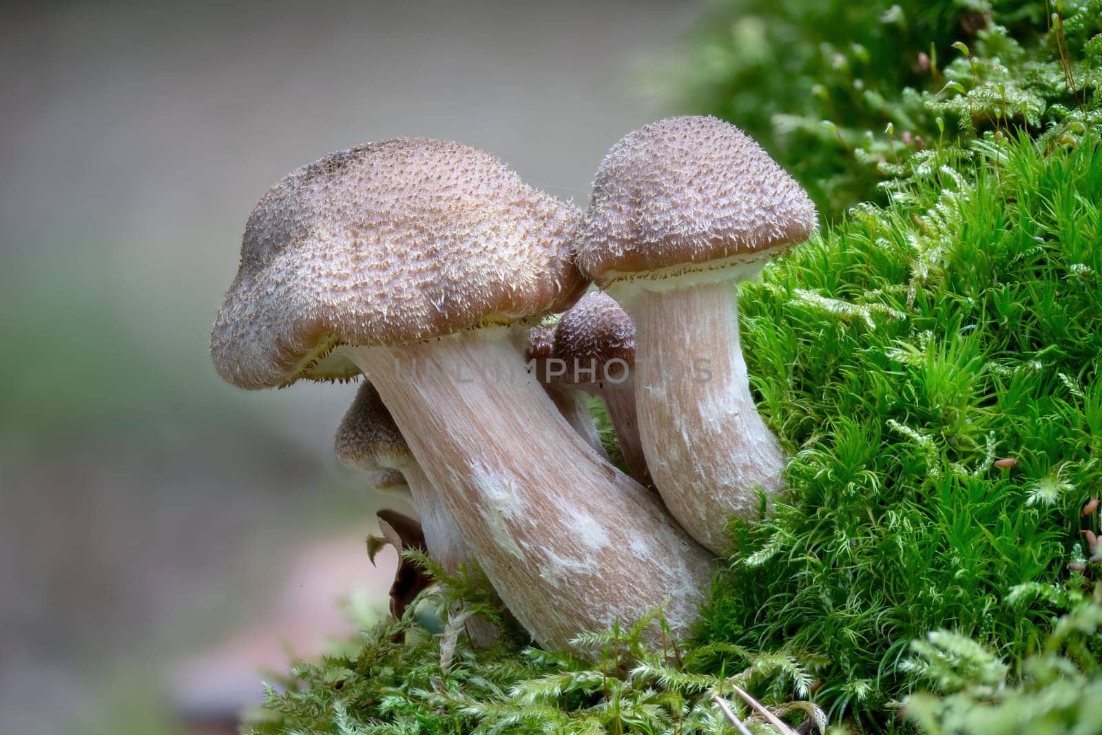 A group of younger Hallimasch mushrooms in green Moss with blurred background