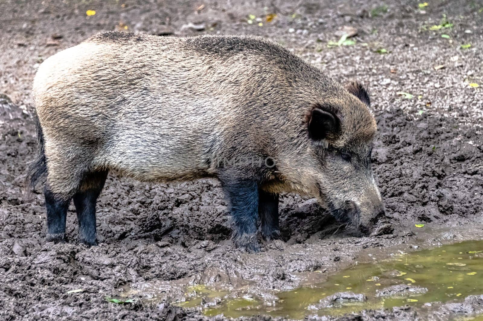 Wild boar (Sus scrofa), also known as wild swine, common wild or Eurasian wild pig in Bialowieza Forest, Poland