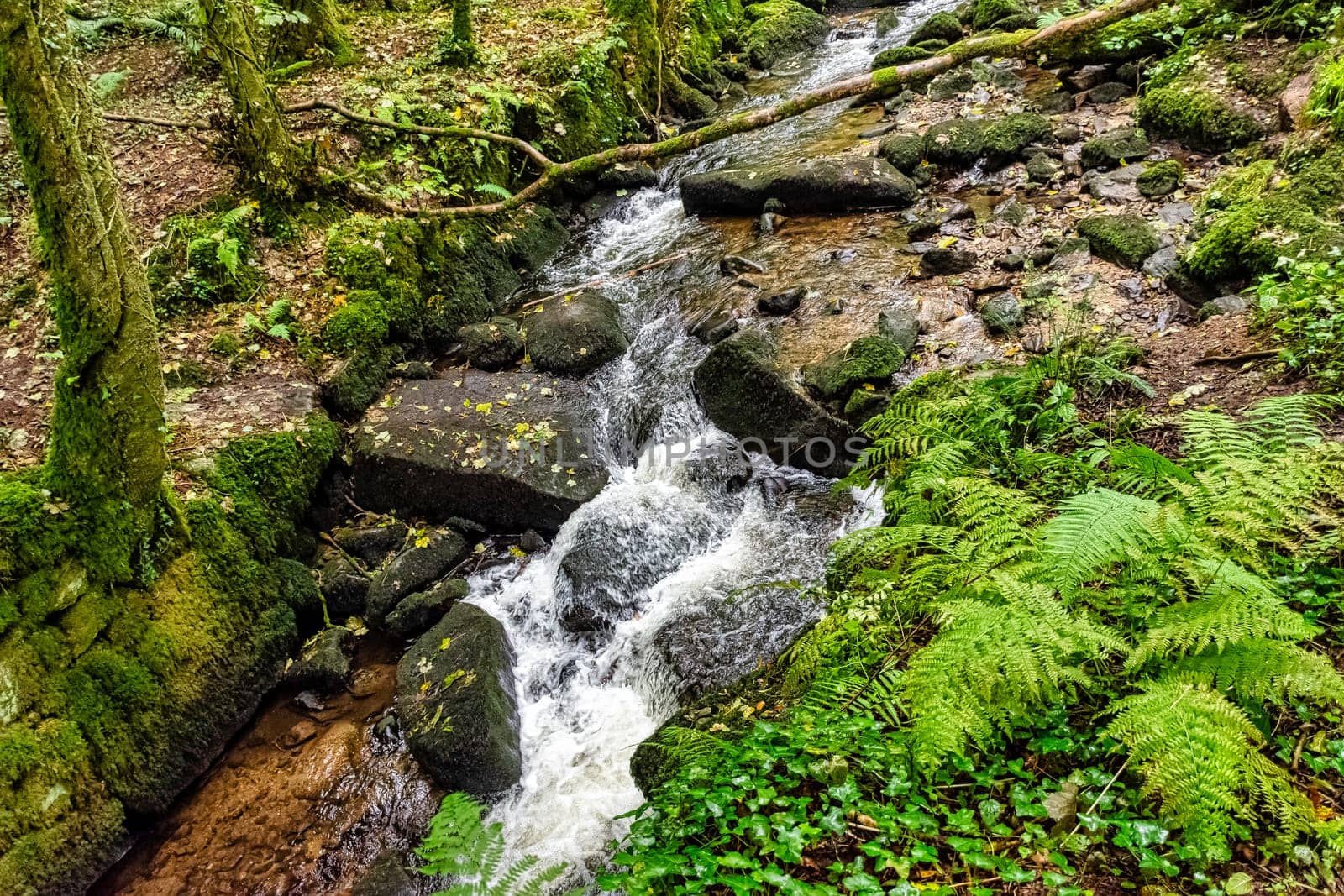 Kennall River in Kennall Vale Nature Reserve, Ponsanooth, Cornwall, United Kingdom