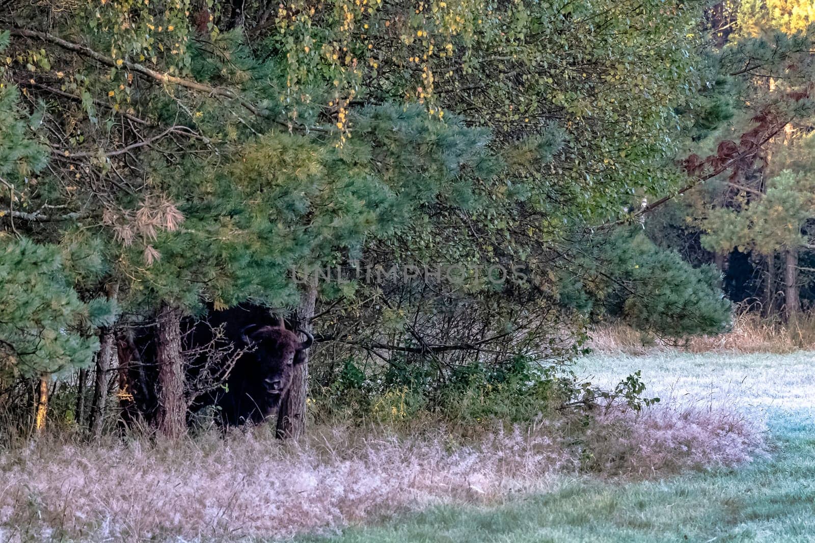 European wood bison (Bison bonasus), also known as the wisent, zubr or European buffalo in Bialowieza Forest, Poland