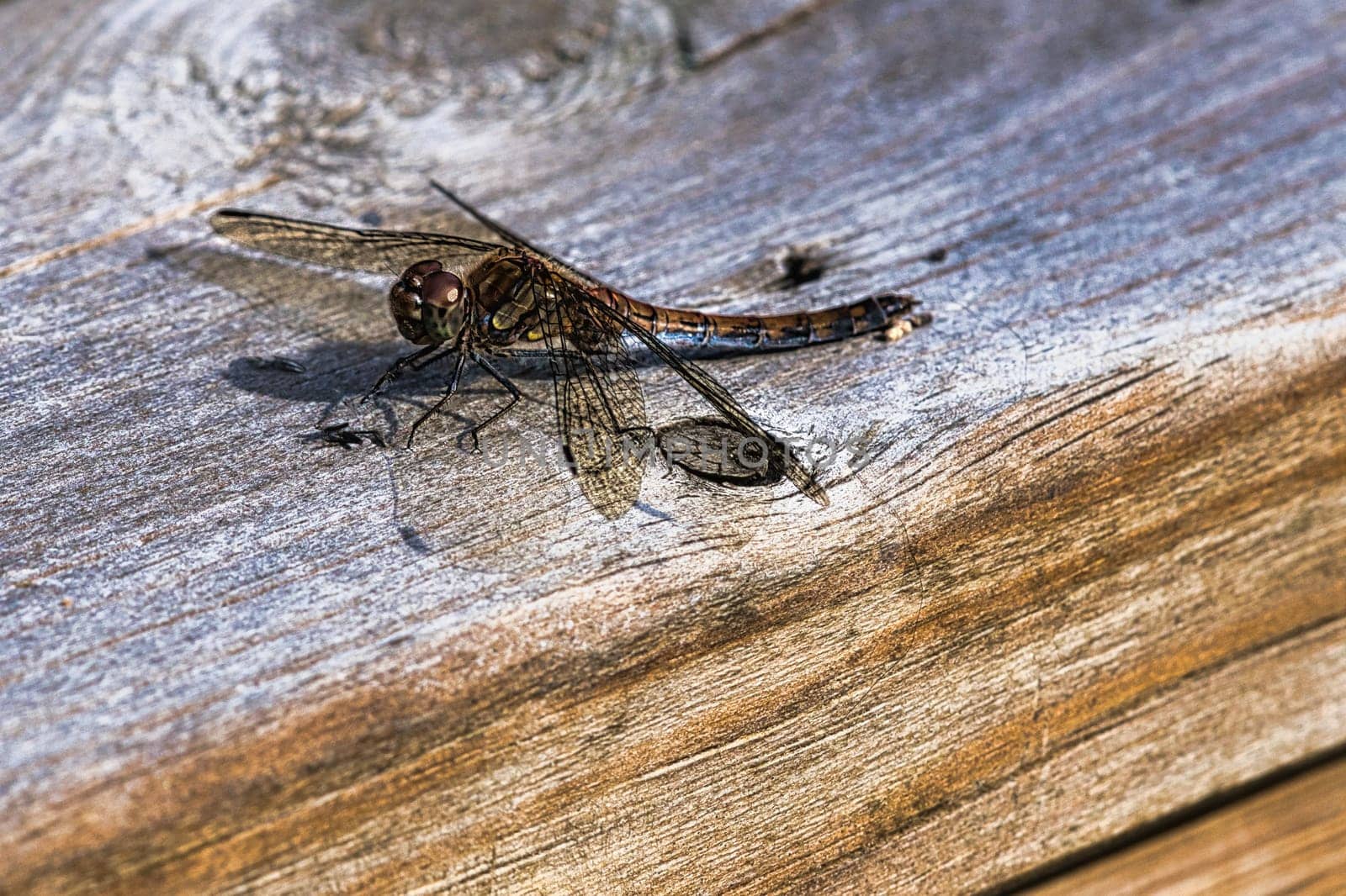 Dragonfly with spread wings on a wooden railing of a terrace in Sweden. Close up of animal from nat
