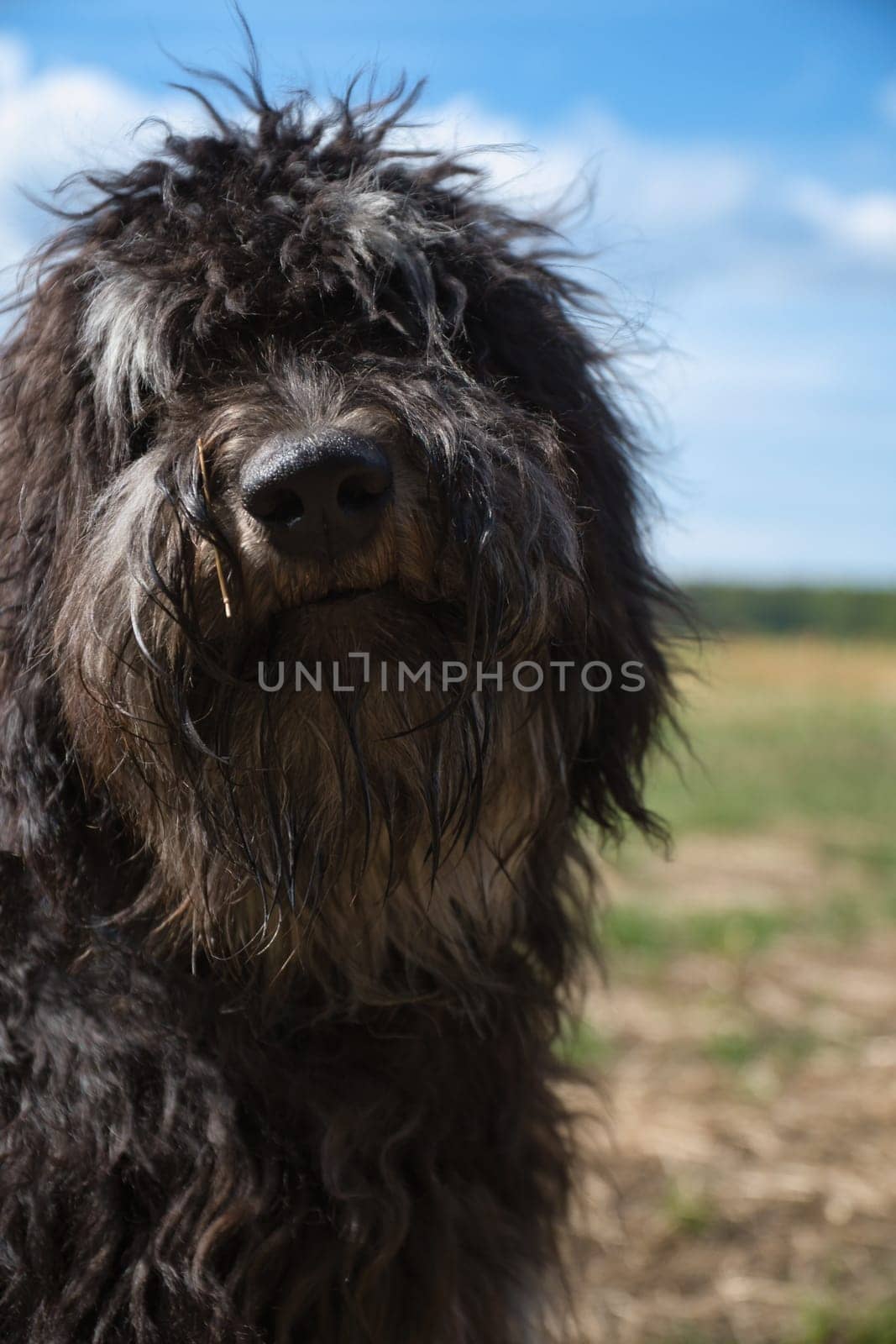 Portrait of a Goldendoodle dog. Fluffy, curly, long, black light brown coat. A snout for smooching. Intimate family dog. Animal photo of a dog