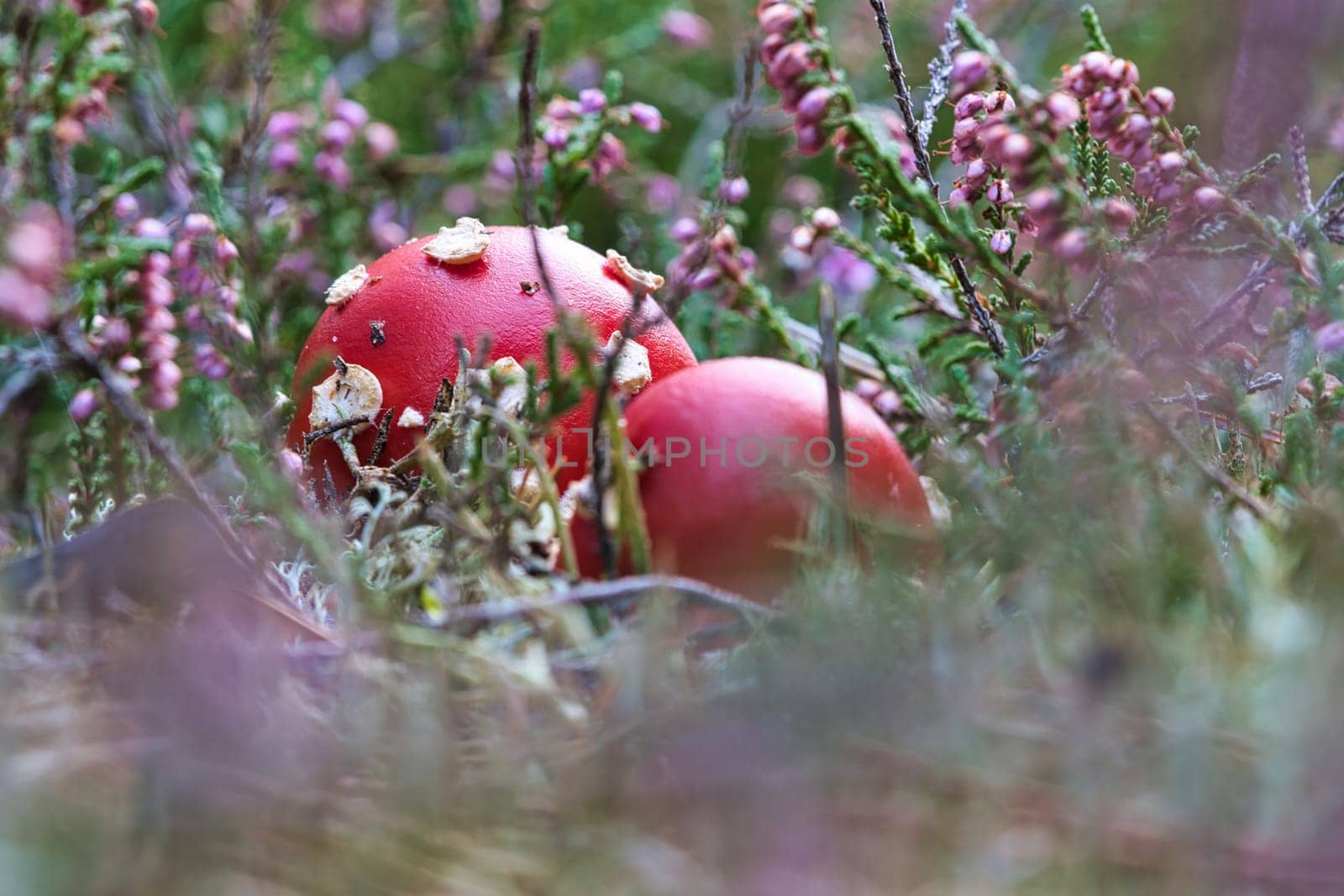 Toadstool in a heather field in the forest. Poisonous mushroom. Red cap with white spots. Close up from nature in forest