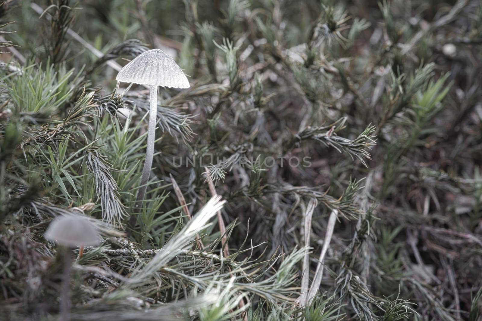 a filigree small mushroom on moss with light spot in forest. Forest floor. Macro shot from nature