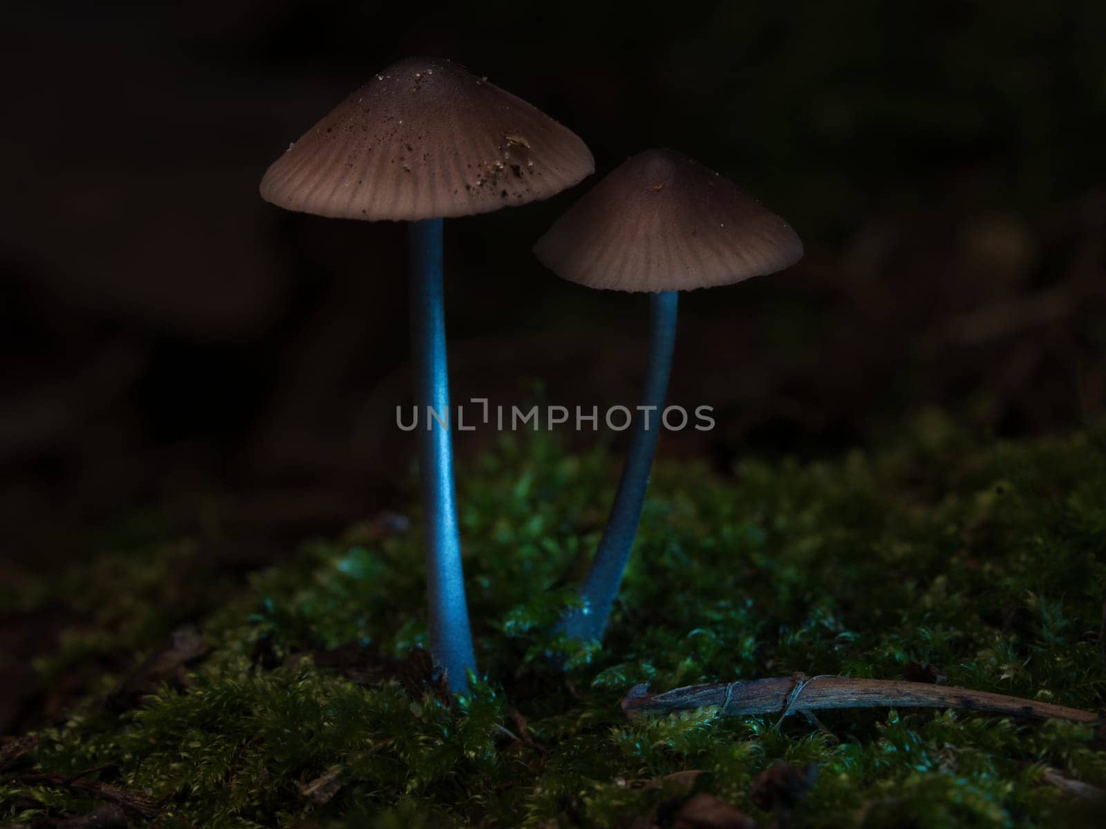 two filigree small mushrooms on moss with light spot in forest. Forest floor. Macro shot from nature