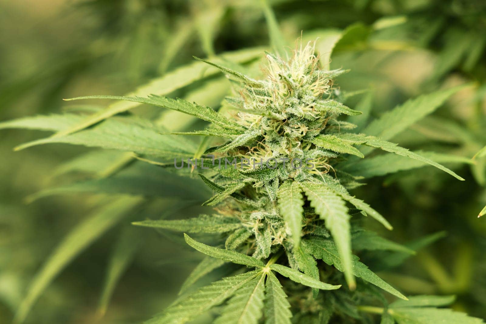 Blooming ripe Marijuana with Buds and green Leaves. Organic Cannabis Sativa Female Plants with CBD. Legal marihuana plantation provides high quality medicinal cannabis for healthcare and medicine uses