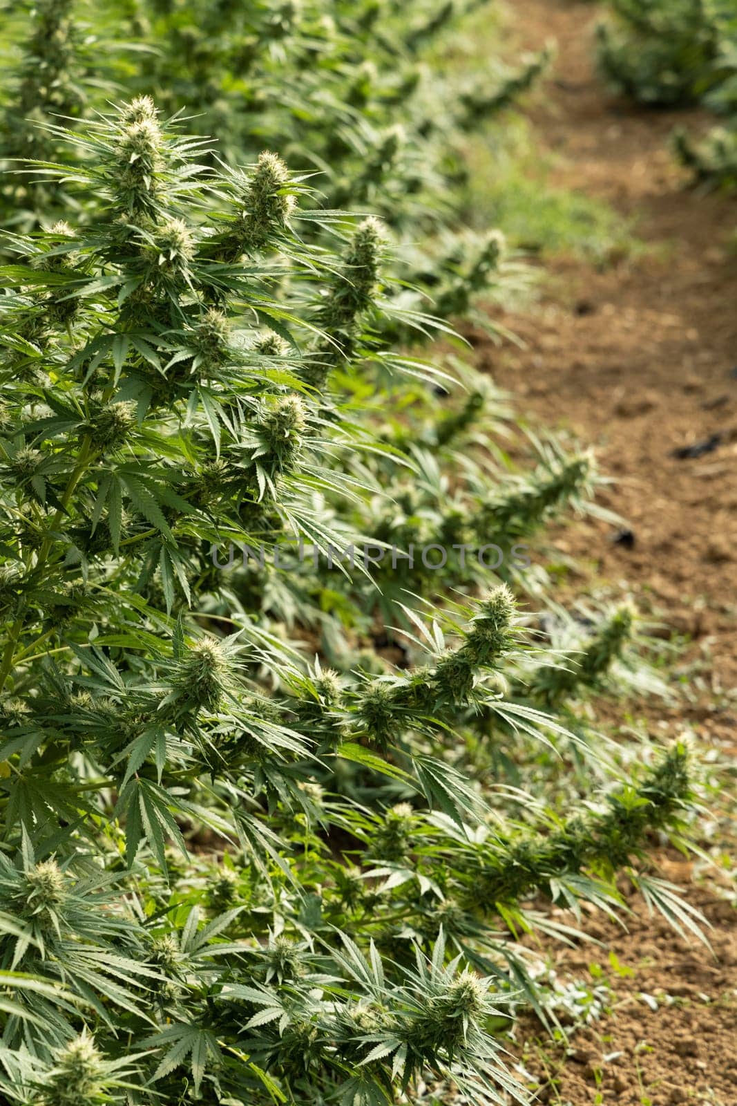 Blooming ripe Marijuana with Buds and green Leaves. Organic Cannabis Sativa Female Plants with CBD. Legal marihuana plantation provides high quality medicinal cannabis for healthcare and medicine uses