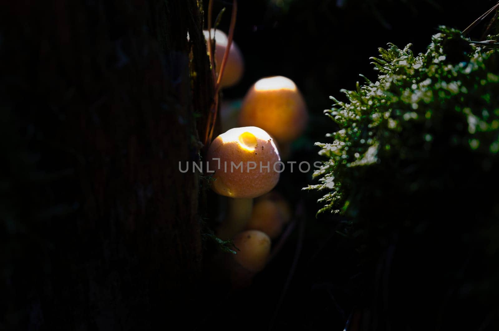 Orange mushrooms between a tree root understands. Immersed in habitat of the forest. Macro shot from nature