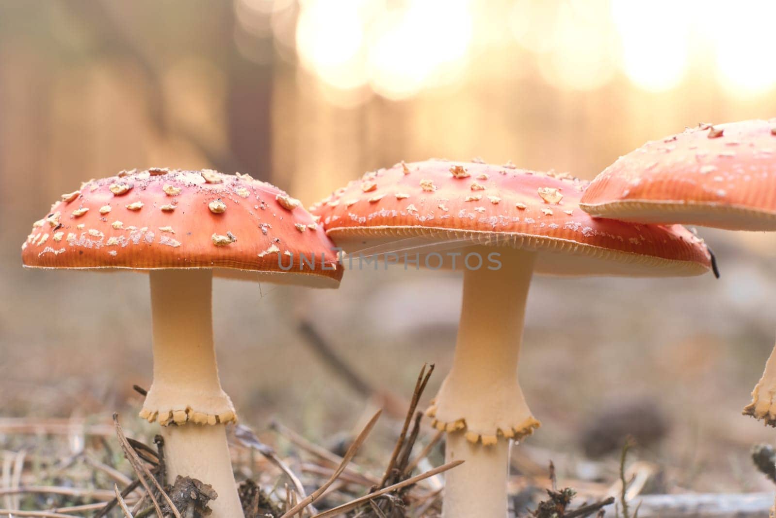 Toadstool, blurry and dreamy, in the grass in the forest. Poisonous mushroom. Red hat with white spots. Close up from nature in forest