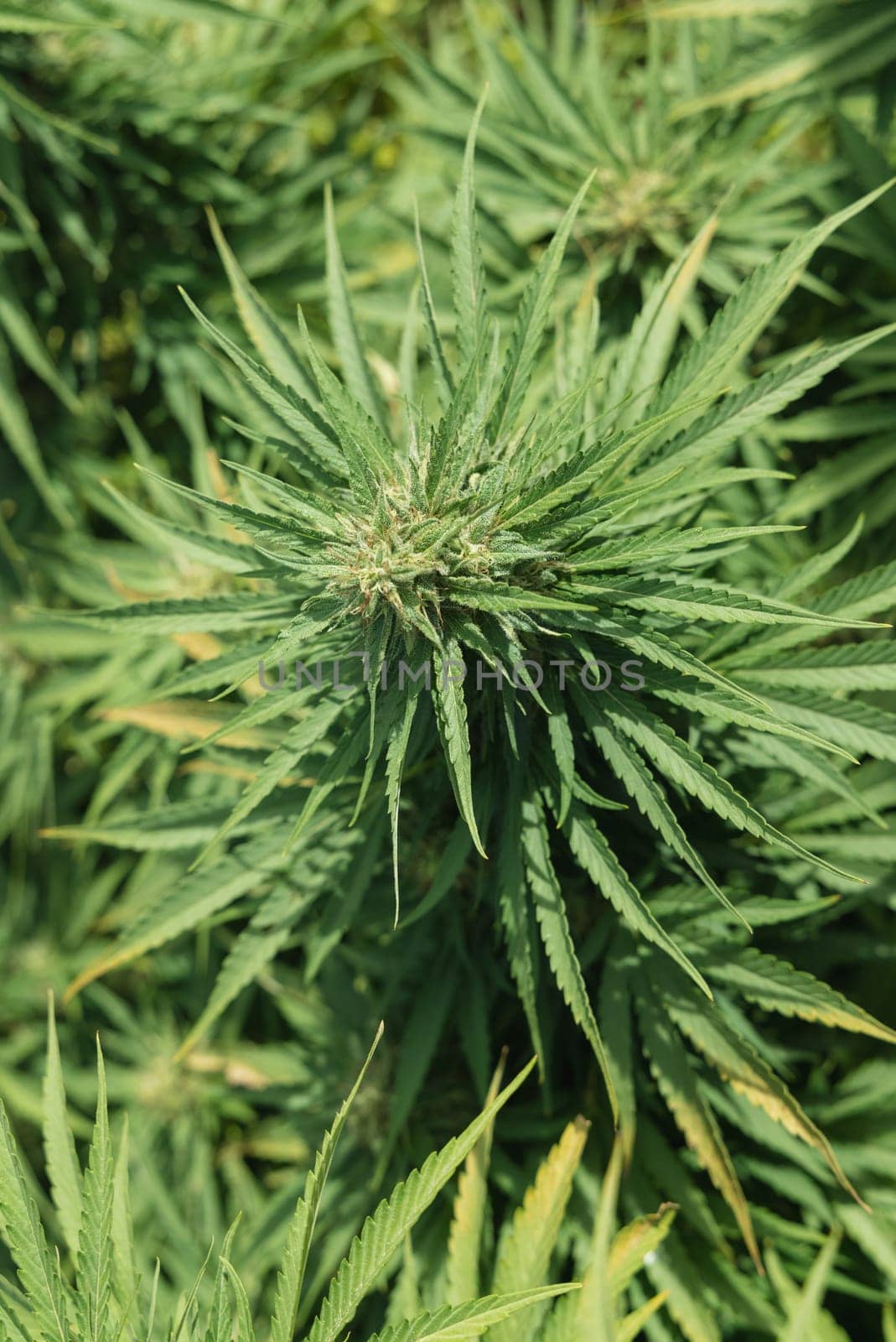 Blooming ripe Marijuana with Buds and green Leaves. Organic Cannabis Sativa Female Plants with CBD. Legal marihuana plantation provides high quality medicinal cannabis for healthcare and medicine uses