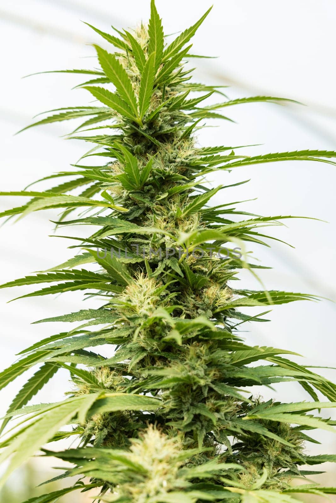 Blooming ripe Marijuana with Buds and green Leaves. Organic Cannabis Sativa Female Plants with CBD. Legal marihuana plantation provides high quality medicinal cannabis for healthcare and medicine uses