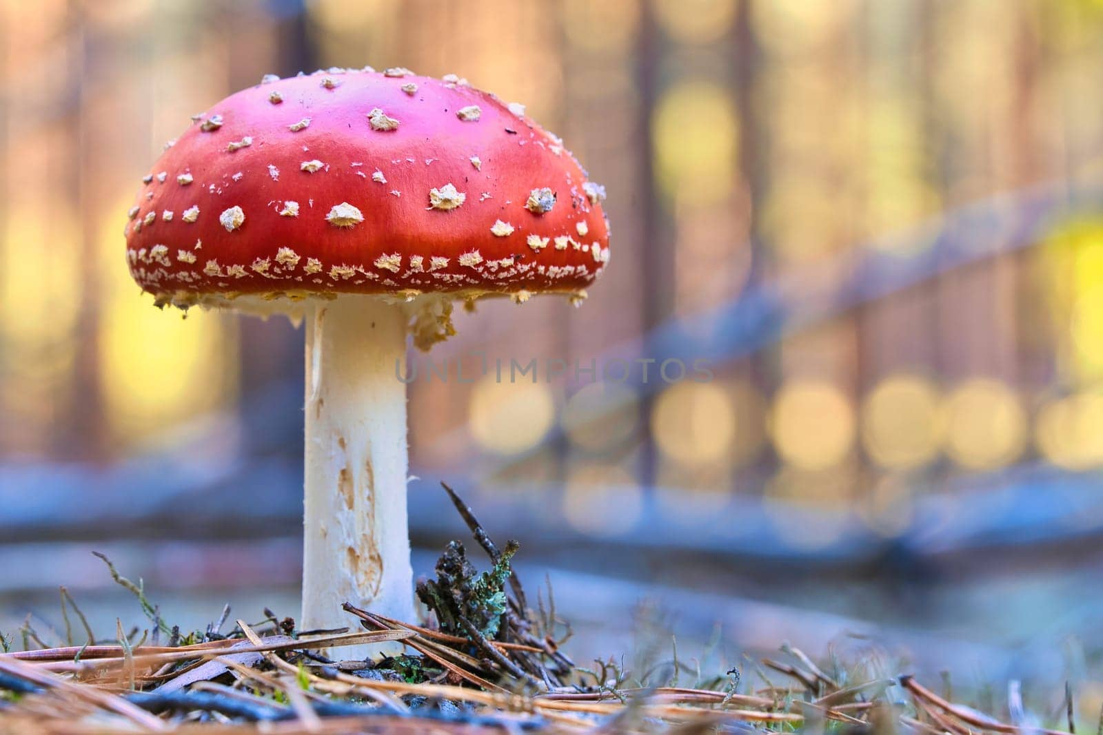 Toadstool at the bottom of a coniferous forest in the woods. Poisonous mushroom. Red cap with white spots. Close up from nature in forest