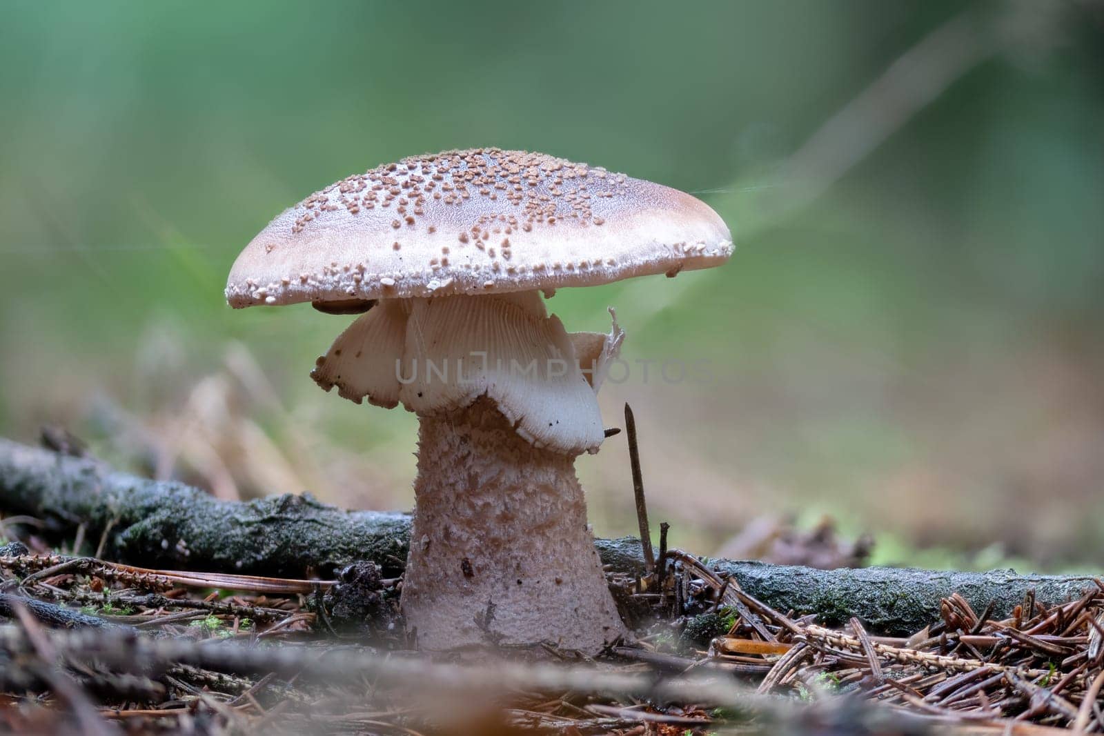 Detail shot of an older edible blusher mushroom, Amanita Rubescens, on the forest floor against a blurred background