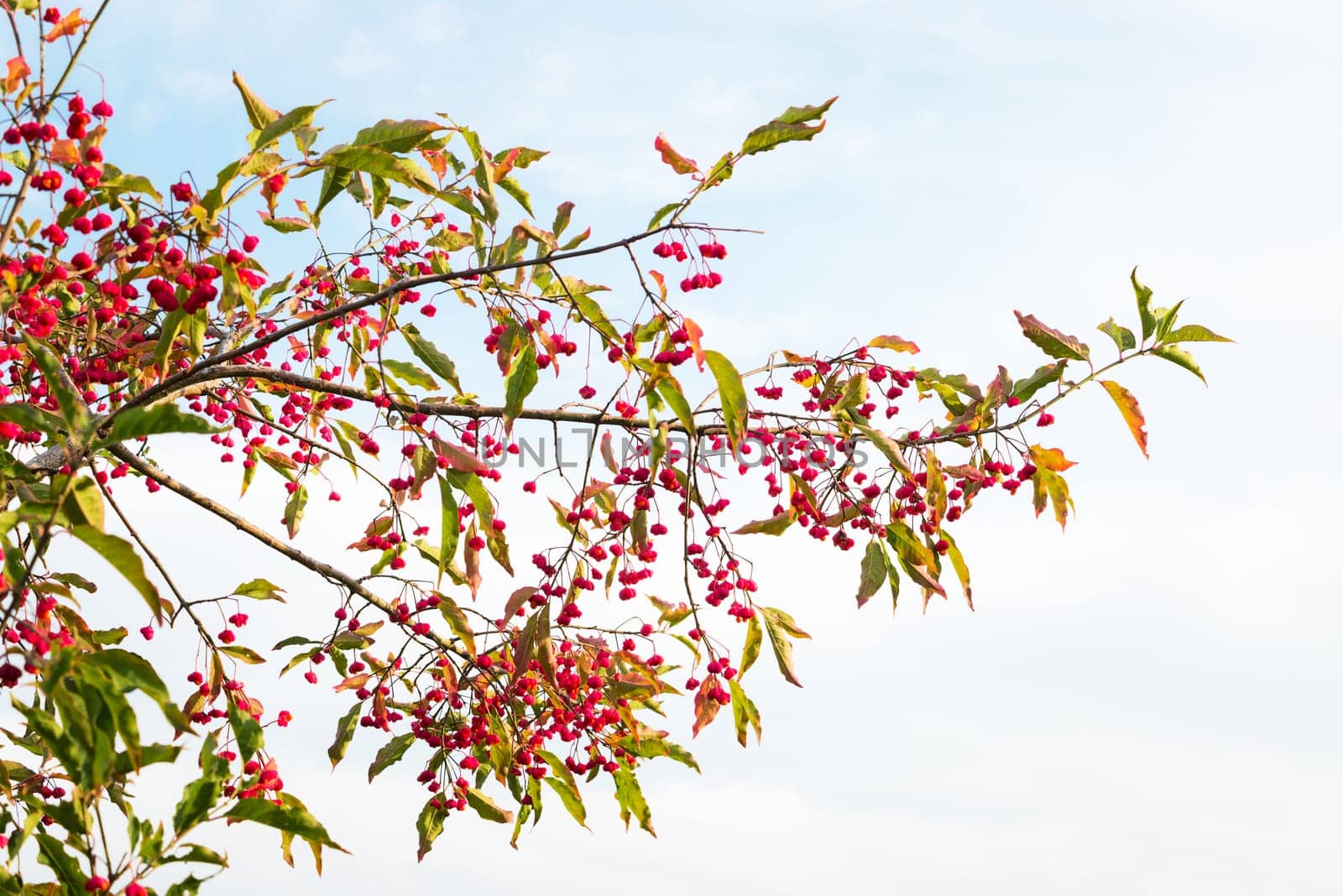 Close-up of spindle, or spindleberry, flowers (Euonymus europaeus)