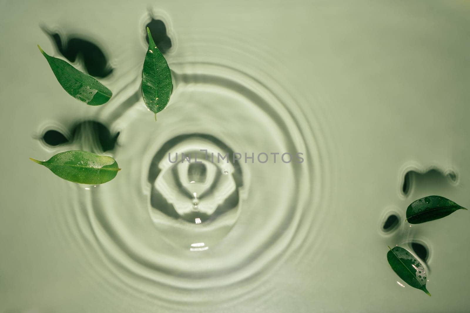 Small leaves of Ficus Benjamin lie on rippled transparent fresh green exhilarant water gel with flecks, waves, shadow. Concentric expanding circles on surface from fallen drop. health care. copy space