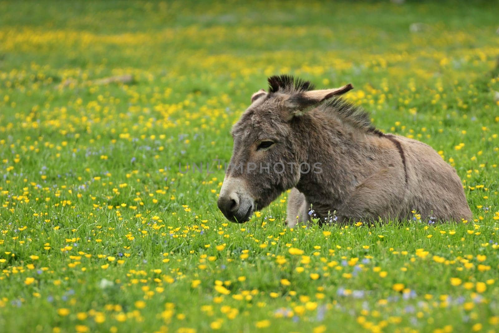 Resting donkey on spring meadow